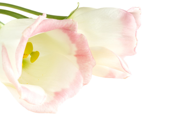 schöne Lisianthus-Blüten auf weiß - Foto, Bild