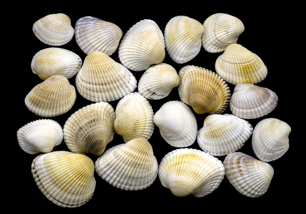 Variety of sea and river white shell macro isolated on black - Photo, Image