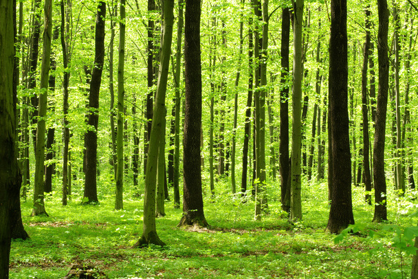 Beautiful forest - Fotoğraf, Görsel