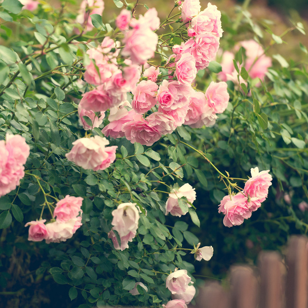 pink roses in the garden - Foto, imagen