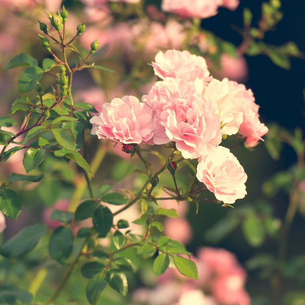 pink roses in the garden - Foto, Imagen