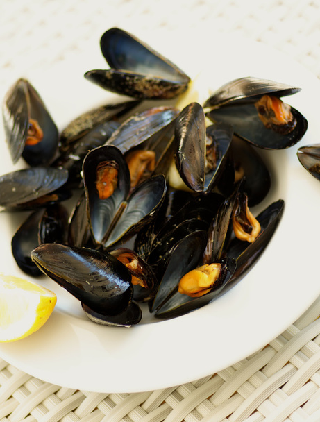 Mussels - Photo, Image