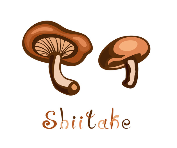 Shiitake Edible Mushroom - Vector, afbeelding