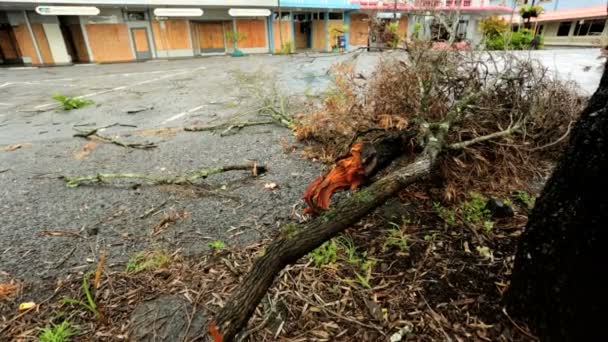 Natural disaster fallen trees Hilo - Imágenes, Vídeo