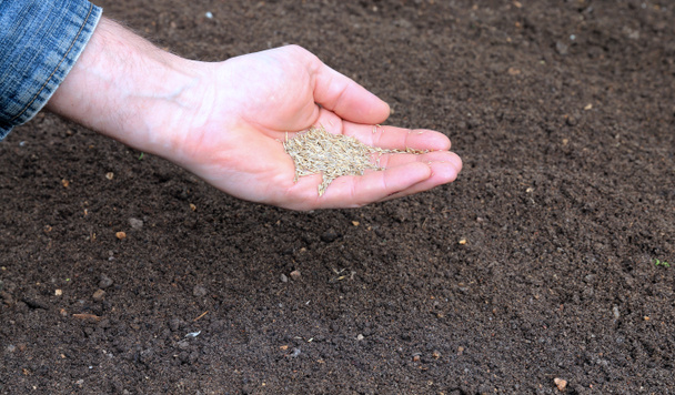 Siembra semilla de hierba en el suelo en el césped
 - Foto, Imagen
