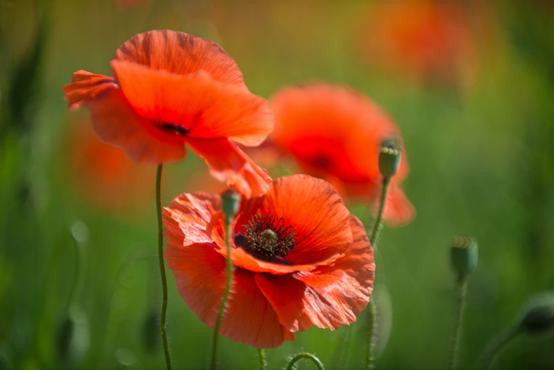 poppy flowers - Photo, Image