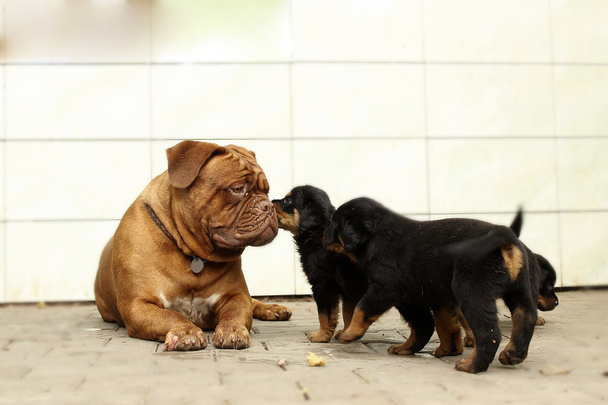 Dogue de Bordeaux and Rottweiler puppies play - Fotoğraf, Görsel