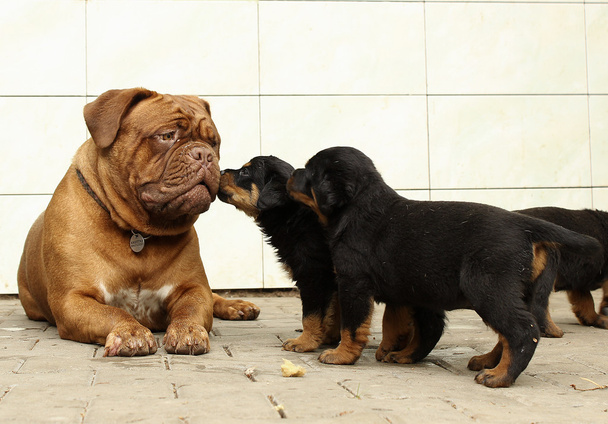 Dogue de Burdeos y Rottweiler cachorros jugar
 - Foto, imagen