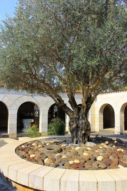 Pátio com oliveira, igreja da multiplicação dos pães e peixes, Tabgha, Israel
 - Foto, Imagem