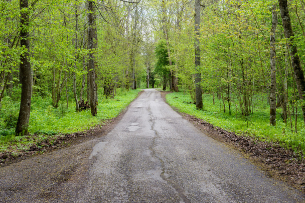 Route vide dans la forêt - Photo, image