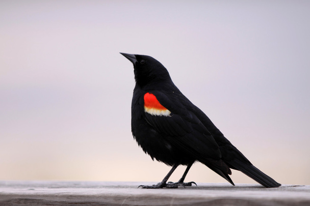 pájaro negro alado rojo
 - Foto, imagen