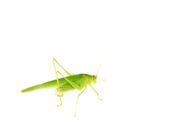 Green grasshopper isolated on white background - Photo, Image