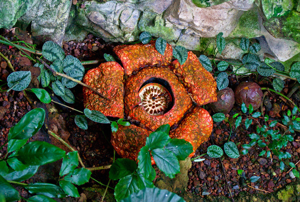 Rafflesia arnoldii - Φωτογραφία, εικόνα