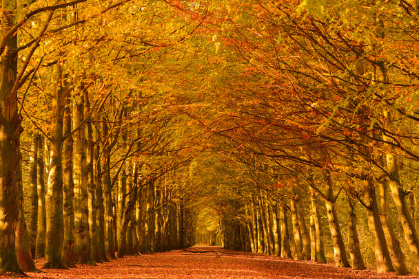 podzimní lane - Fotografie, Obrázek
