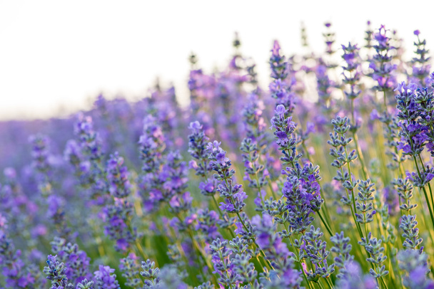 Meadow of lavender. Nature composition. Selective focus - 写真・画像