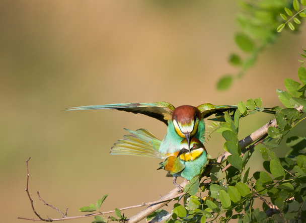 Arı kuşugiller çift çiftleşme - Fotoğraf, Görsel
