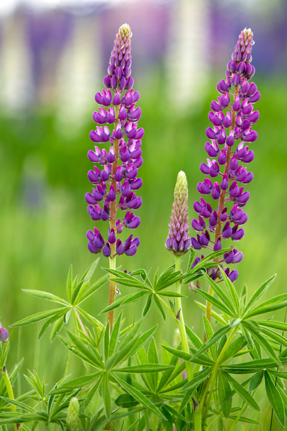 Lilac Lupines - Foto, Imagen