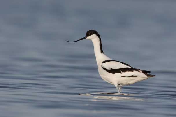 Avocet, Recurvirostra avosetta  - Photo, Image