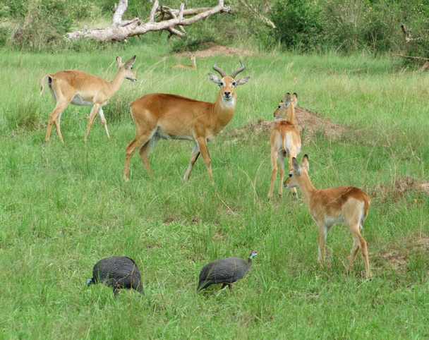 Uganda Kobs in vegetazione erbosa
 - Foto, immagini