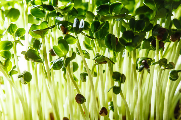 nutritious sprouts background - Fotoğraf, Görsel