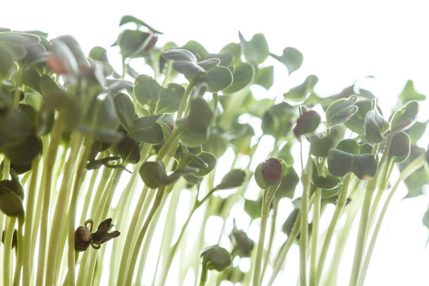 nutritious sprouts background - Foto, imagen