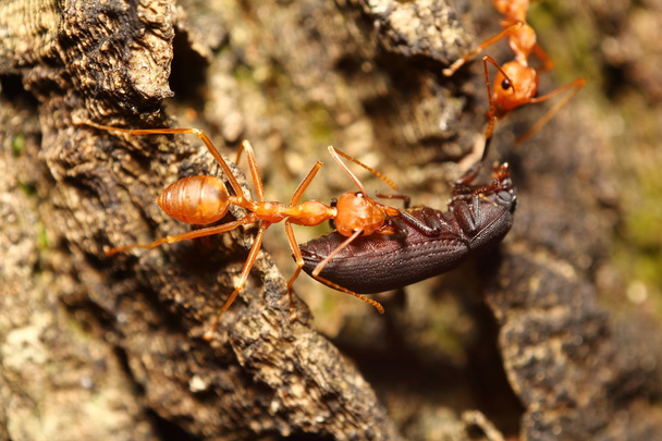 Ant working - Photo, Image