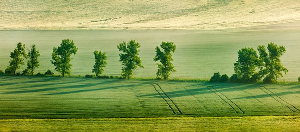 Moravian rolling landscape with trees in early morning panorama - Zdjęcie, obraz