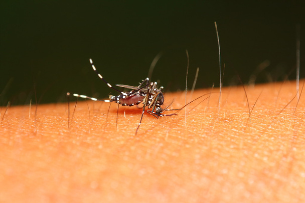 Sivrisinek - Fotoğraf, Görsel