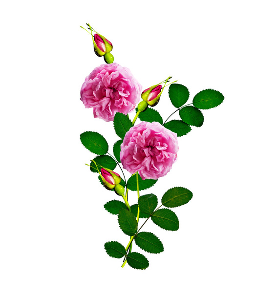 Dog rose (rosa canina) λουλούδια σε λευκό φόντο - Φωτογραφία, εικόνα