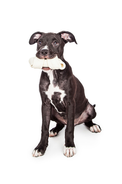 Милий щеня тримає кістку в роті
 - Фото, зображення