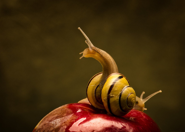Schnecke auf einem Apfel - Foto, Bild