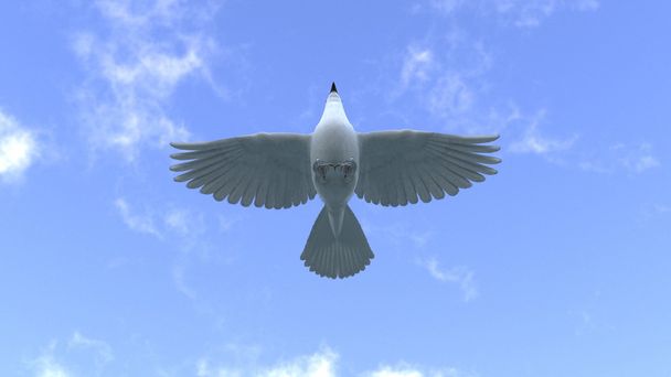 weiße Taube - Foto, Bild