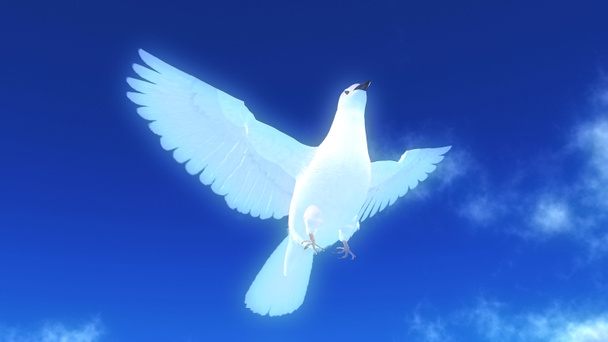 Біла голубка
 - Фото, зображення