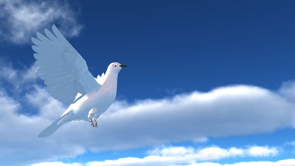white dove - Φωτογραφία, εικόνα