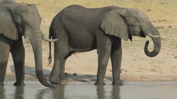Słonie afrykańskie pitnej w Waterhole, Etosha - Materiał filmowy, wideo