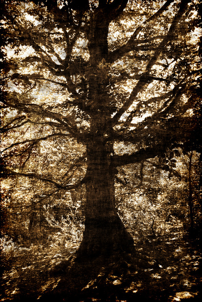 Vieil arbre
 - Photo, image