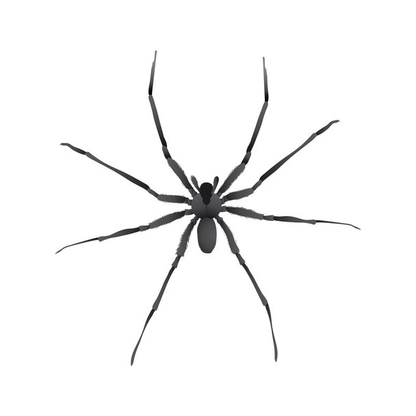 Araña - Vector, imagen