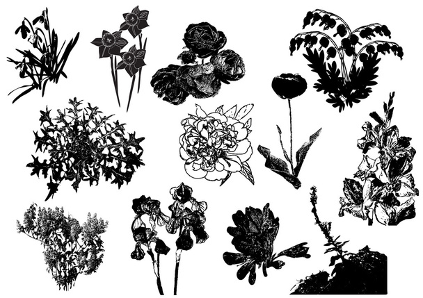 Siluetas de flores de jardín, plantas silvestres y hierbas
 - Vector, Imagen