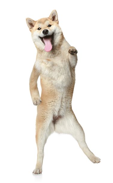 Shiba Inu poses standing on hind legs - Photo, Image