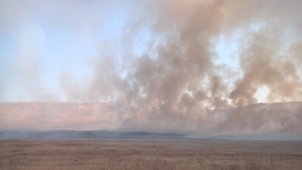 Burning field in Khakassia - Materiał filmowy, wideo