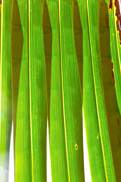    abstrato tailândia na folha clara e suas veias
   - Foto, Imagem
