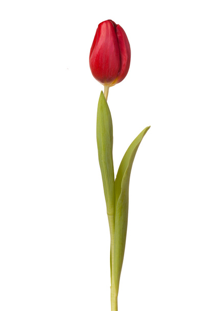 Tulipan kwiat na łodydze  - Zdjęcie, obraz