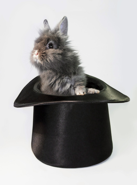 Rabbit bunny in top hat  - Photo, Image