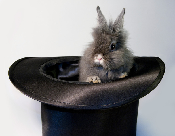Rabbit bunny in top hat  - 写真・画像