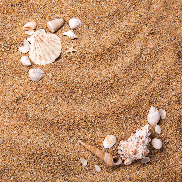 frame from various shells on sand - Foto, afbeelding
