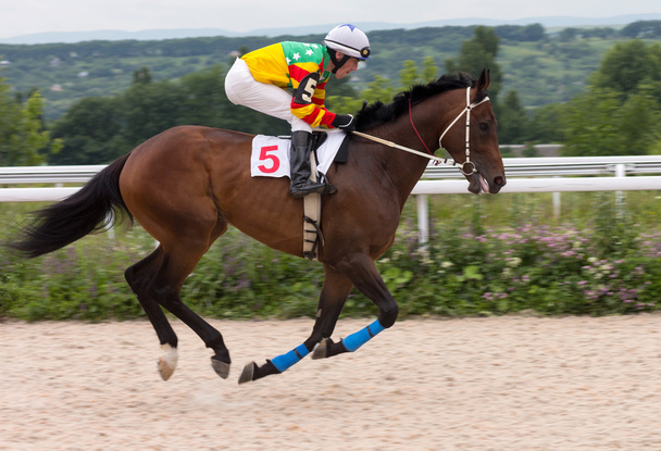 Jockey on horse. - Photo, Image