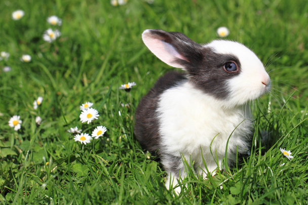 czarno-biały królik w trawie - Zdjęcie, obraz
