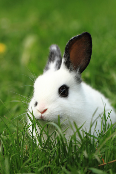conejo blanco y negro en la hierba
 - Foto, Imagen