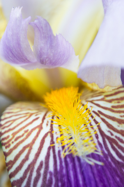 Bladzijde detail van blauwe en paarse iris bloem als een lente concept - Foto, afbeelding