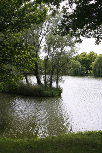 Paisaje con bosque y lago de verano
  - Foto, imagen